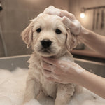 Grooming & Cleaning Collection