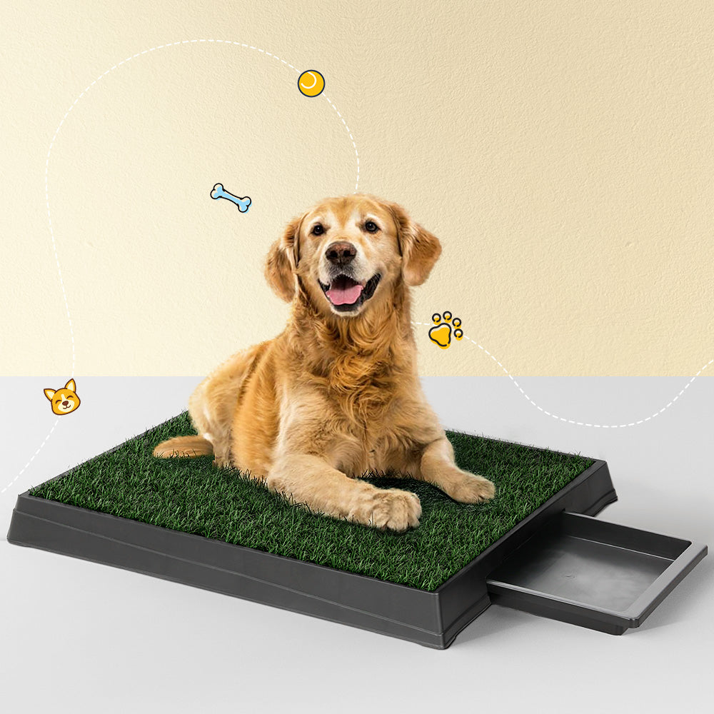 Puppy Toilet Training Pad